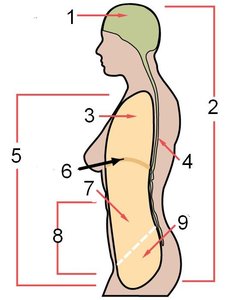 Diagram of body cavities labeled with numbers