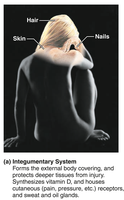 Integumentary system