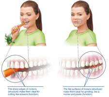 Principle of complementarity of structure and function: teeth structure and function