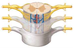 Organization of gray matter and spinal roots