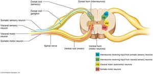 Spinal cord gray matter and roots