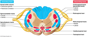 Spinal cord white matter tracts