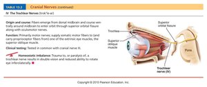 Oculomotor and trochlear nerves