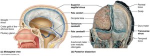 Dural septa and cranial partitions