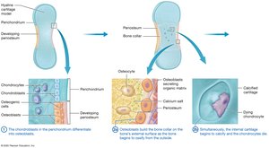Process of endochondral ossification (steps 1-2)