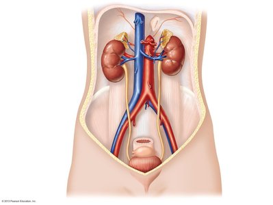 Anatomy of the urinary system showing kidneys, ureters, bladder, and urethra