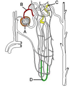 Diagram of nephron showing renal corpuscle and tubule