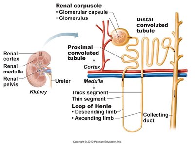 Detailed diagram of nephron structure