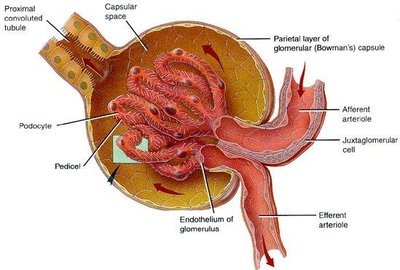 Diagram of glomerulus and Bowman's capsule
