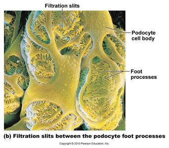 Filtration membrane showing podocyte foot processes and filtration slits