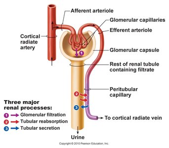 Diagram of nephron showing filtration, reabsorption, and secretion