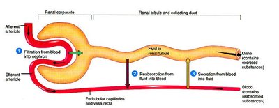 Diagram of urine formation processes