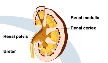 Diagram of kidney showing cortex, medulla, pelvis, and ureter