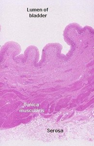Histology of the bladder wall showing lumen, tunica muscularis, and serosa