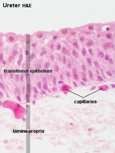 Histology of ureter showing transitional epithelium and lamina propria