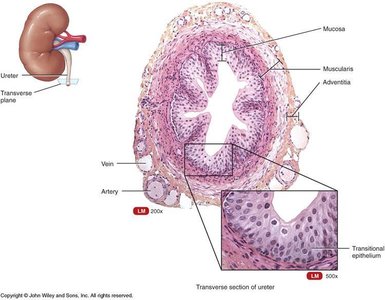 Transverse section of ureter showing mucosa, muscularis, adventitia, and transitional epithelium