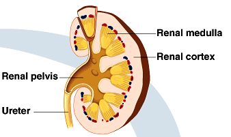 Diagram of kidney showing cortex, medulla, pelvis, and ureter