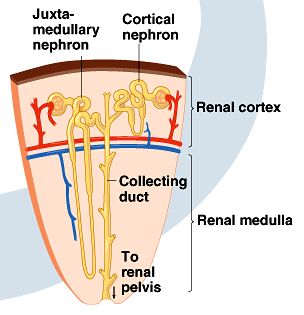 Diagram showing juxtamedullary and cortical nephrons in kidney