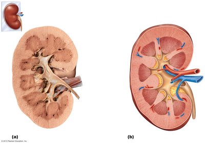 Photograph and diagram of kidney internal anatomy
