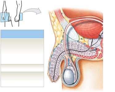 Sagittal section of male reproductive system showing pathway of sperm