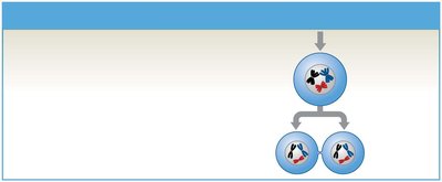 Diagram of spermatogenesis showing meiosis I