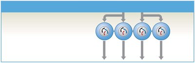 Diagram of spermatogenesis showing meiosis II