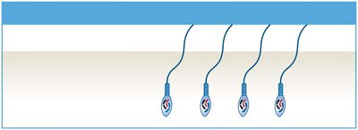 Diagram of spermatogenesis showing spermiogenesis
