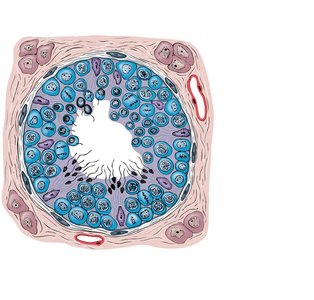 Diagram of seminiferous tubule showing nurse cells and developing sperm