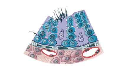 Diagram showing stages of spermatogenesis in the seminiferous tubule wall
