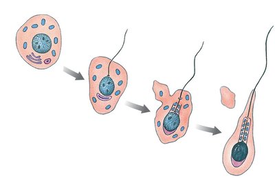 Diagram showing differentiation of spermatid into sperm during spermiogenesis