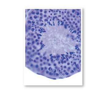 Cross-section of a seminiferous tubule showing spermatogenesis