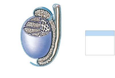 Diagram of testis and epididymis showing the head, body, and tail