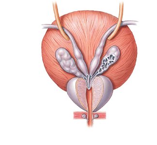 Posterior view of urinary bladder and prostate with accessory glands