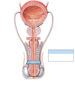 Frontal section through penis and associated organs showing erectile tissues