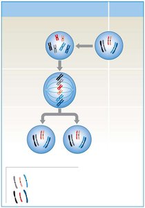 Diagram showing mitosis and chromosome segregation