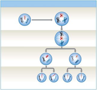 Diagram showing meiosis and chromosome segregation