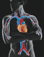 Diagram of the human cardiovascular system showing the heart and major blood vessels