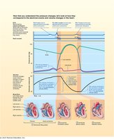 Wiggers diagram: ventricular filling phase