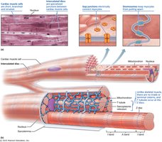 Microscopic anatomy of cardiac muscle showing intercalated discs and gap junctions