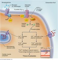 Molecular events of contractility