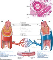 General structure of blood vessels