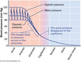 Graph of blood pressure changes through the systemic circulation