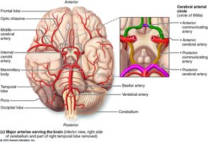 Circle of Willis at the base of the brain