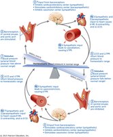 Baroreceptor reflex for blood pressure regulation