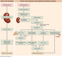 Renal regulation of blood pressure
