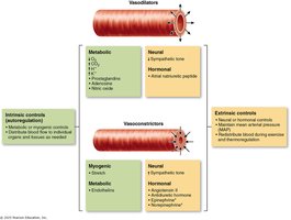 Intrinsic and extrinsic control of blood vessel diameter