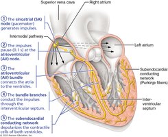 Diagram of the cardiac conduction system