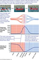 Velocity of blood flow in different vessel types