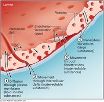 Mechanisms of molecule movement across capillary walls