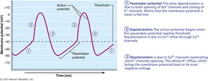 Action potential of an autorhythmic cardiac cell